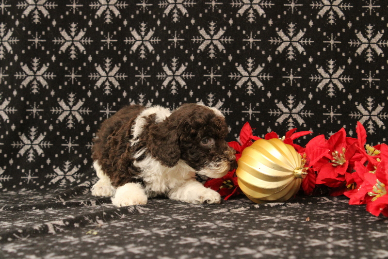 puppy, for, sale, Toy Poodle, Matthew B. Stoltzfus, dog, breeder, Gap, PA, dog-breeder, puppy-for-sale, forsale, nearby, find, puppyfind, locator, puppylocator, aca